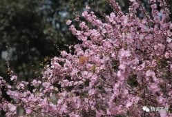 国产久丁香,传承与创新中的民族香氛传奇